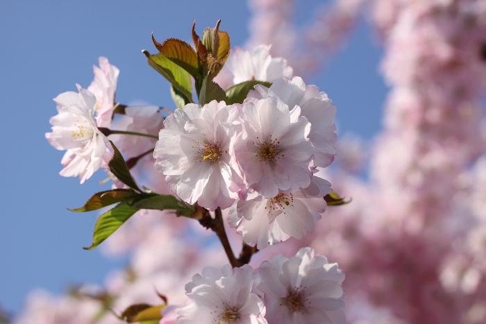 Printemps 2009 - La Tour - 044